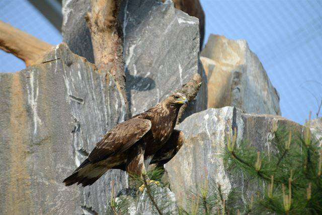 검독수리는 절벽에 나뭇가지를 이용해 둥지를 만든다. 암수는 일부일처를 평생 동안 유지하기도 한다.
