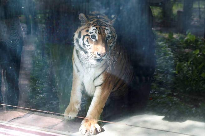 올해 13살인 시베리아 호랑이 이고르가 헝가리 세게드 동물원 우리 안에서 창밖의 숲을 바라보고 있다. [로이터=연합뉴스]