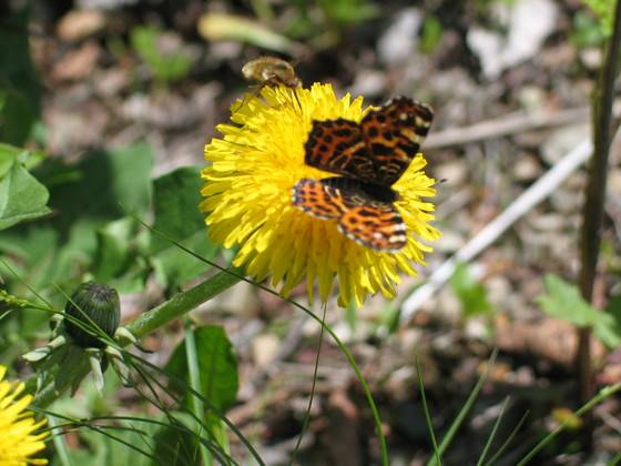 민들레. [사진 김순근]