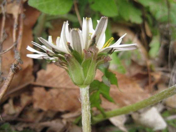 흰민들레꽃은 모두 총포가 위로 향해 있다. [사진 김순근]