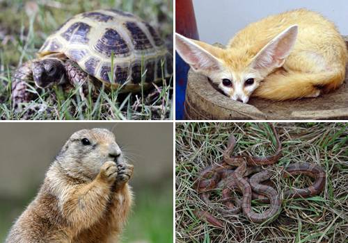 왼쪽 위부터 호스필드 육지거북, 사막여우, 프레리도그, 콘 스네이크. 세계일보 자료사진