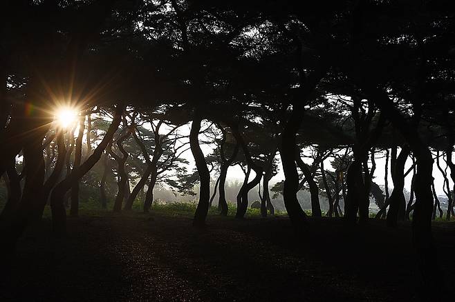 아침 해 뜰 무렵이면 소나무숲 사이로 햇살이 들어와 신비로운 느낌을 준다.  ⓒ홍윤호