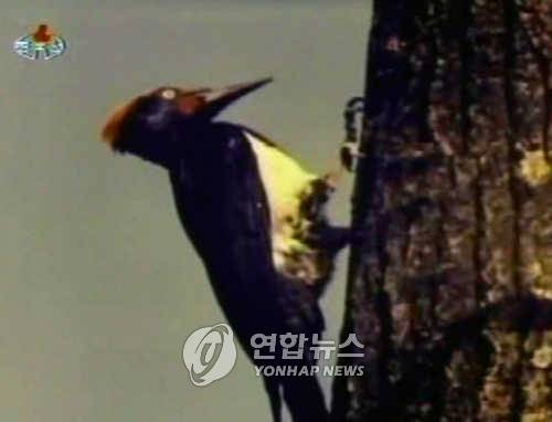 북한의 조선중앙TV가 멸악산에서 촬영한 크낙새