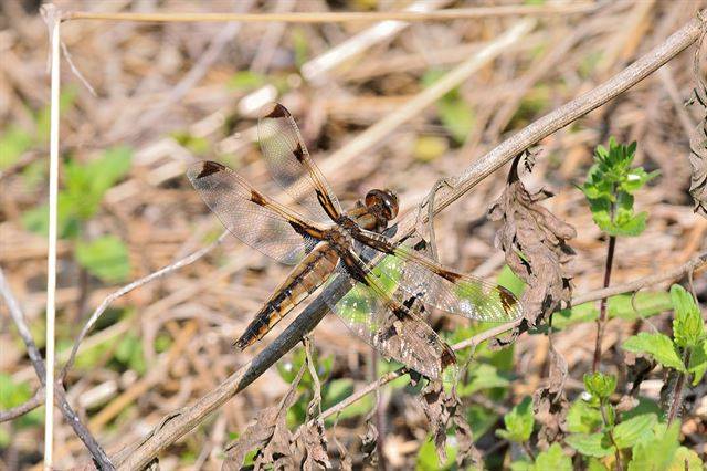 대모잠자리 암컷은 수컷의 경호를 받으며 수생식물 주위를 비행하면서 ‘타수산란’을 한다. 국립생태원 제공