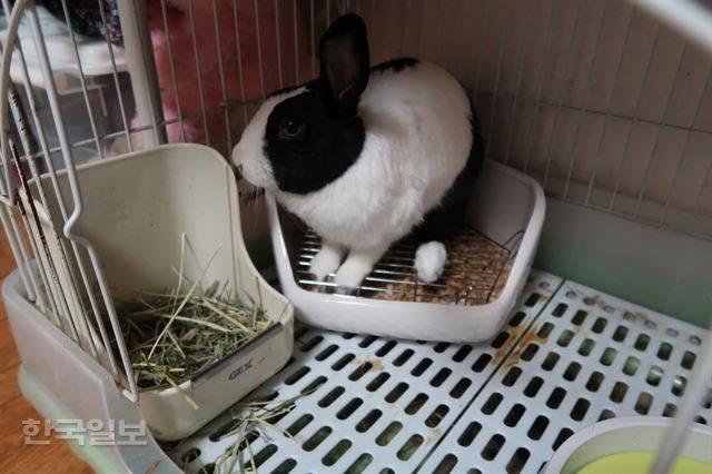 토끼 랄라가 화장실을 이용하고 있다.