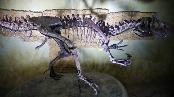 해남 우항리 공룡화석지 내 공룡박물관에 전시된 실제 공룡의 화석을 주요 재료로 제작한 조형물. 프리랜서 장정필