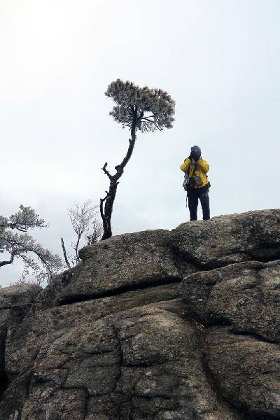 [월간산]일출봉에서도 가장 높은 곳인 바위 위에 홀로 자라고 있는 소나무