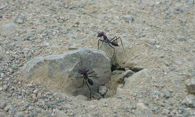 사막 개미