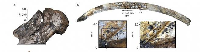 도축 흔적을 보이는 코뿔소 화석의 위팔뼈(왼쪽)와 갈비뼈. 각각 뼈를 부수고 골수를 먹은 흔적과, 칼로 살을 저민 흔적이 남아 있다. -사진 제공 네이처
