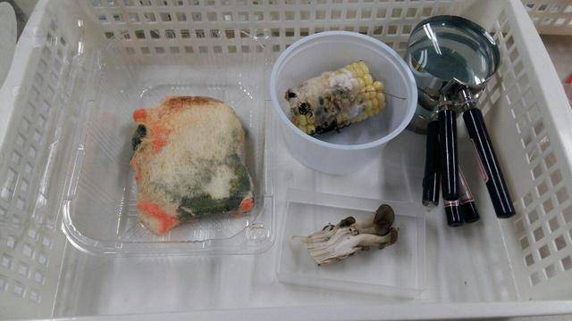 아이들의 과학실험 수업에 쓰이는 곰팡이도 과학실무사가 직접 키우고 있다.