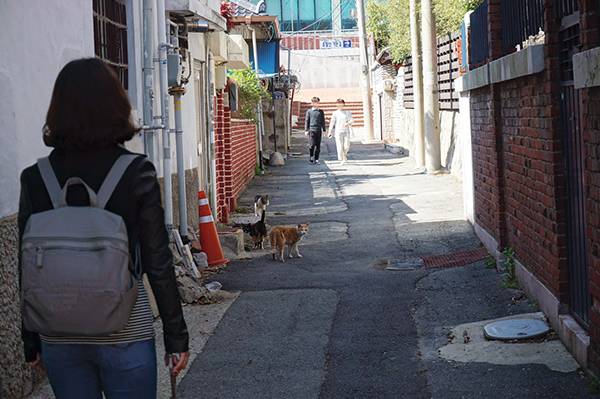 ⓒ시사IN 장일호 길고양이를 둘러싼 민원이 드러내고 있듯 길고양이는 도시에 이미 깊숙이 들어와 있는 ‘비인간 시민’이다.