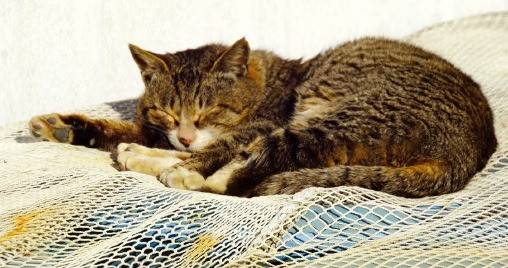 그물 위에 누워서 잠이 든 고양이