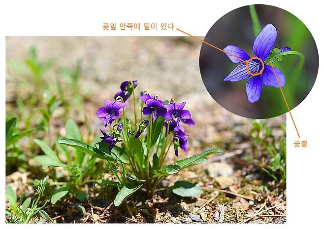제비꽃은 다섯 꽃잎 가운데 아래쪽 조금 하얀 꽃잎을 양 옆에서 안고 있는 꽃잎 안쪽에 작은 털이 있다. ⓒ이새별