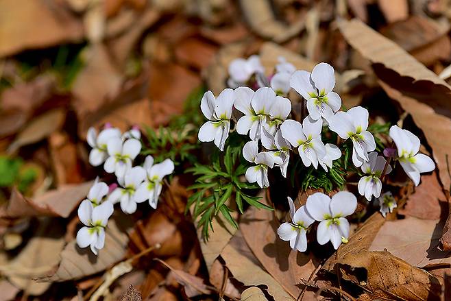 옛이름은 ‘길오징이나물’, ‘길오랑캐’이나 해방 이후 ‘오랑캐꽃’을 ‘제비꽃’으로 바꾸었듯이, ‘길오징이나물’, ‘길오랑캐’도 ‘길제비꽃’으로 바꾸는 것이 알맞을 것이다. ⓒ이새별