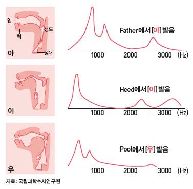 발음에 따라 달라지는 주파수 - 성대 윗부분에서 입술까지의 공간인 성도를 하나의 관으로 생각하면 혀와 입술, 턱 등 구강구조에 따라 다른 소리가 난다. 가령 ‘아’ ‘이’ ‘우’를 각각 발음해보면 구강구조뿐 아니라 성대 위쪽 빈 공간의 크기도 달라지고 결국 포먼트가 달라진다. - 자료제공: 국립과학수사연구
