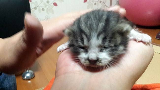 눈도 못 뜬 새끼 고양이를 구조하다 ⓒ함혜숙