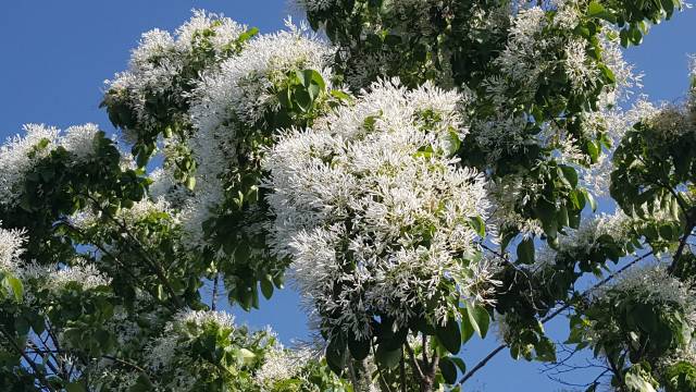 이팝꽃나무 ⓒ한미숙