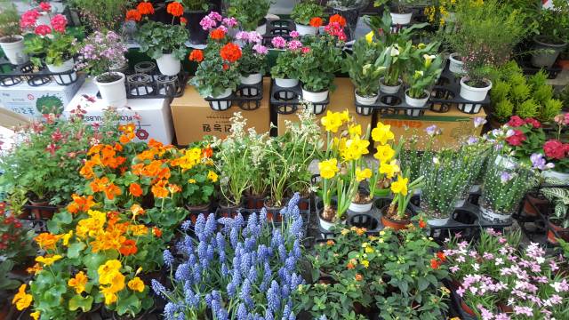 한창 때를 맞이한 꽃들. ⓒ한미숙