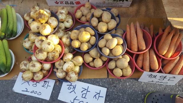 햇감자. 한 바구니 5천원!!  ⓒ한미숙