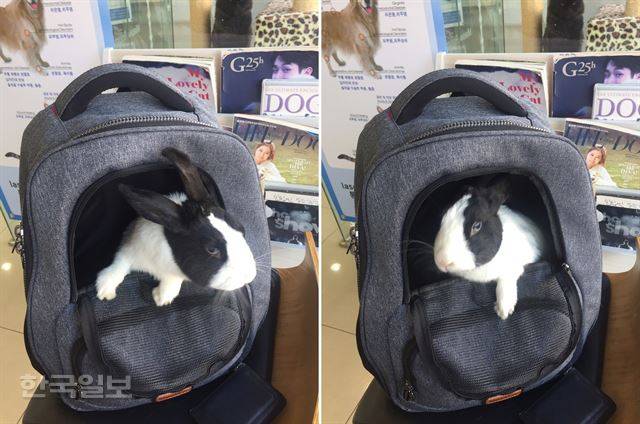 토끼 랄라가 이동 가방 안에 들어가 물을 찾고 있다. 이순지 기자