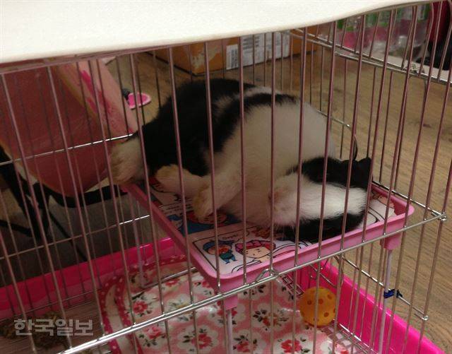 아기 토끼 랄라가 집에 누워 쉬고 있다. 이순지 기자