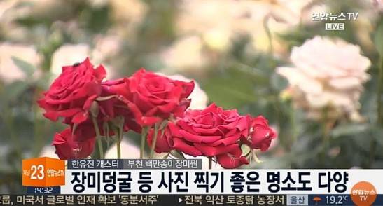 사진=5월 14일은 로즈데이며 연인끼리 장미를 주고 받는 날이다.
