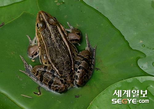 연잎에 앉은 개구리