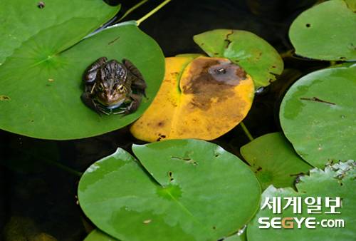 연잎에 앉은 개구리