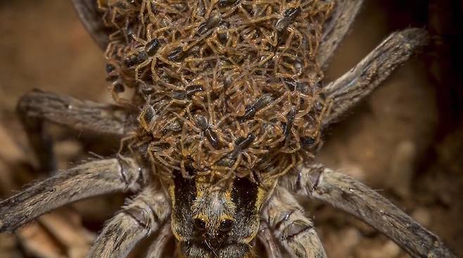어미 거미 등 위에 수 백마리의 새끼 거미가 있는 모습(유튜브 영상 캡처)