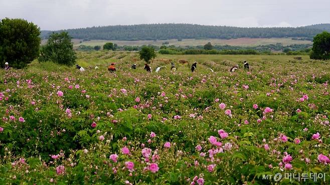 터키 으스파르타 지역에 있는 ''아르드츨르 쿄유(Ardıçlı köyü)'에서 장미를 수확하는 모습 /사진=김남이 기자