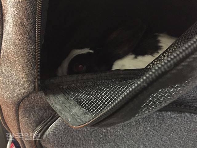 병원에 가기 싫어하는 랄라가 이동 가방에 들어가서 꼼짝하지 않는다. 이순지 기자