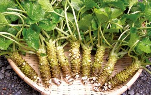 아이스크림에 묻혀 먹기도 하는 시즈오카 생와사비.