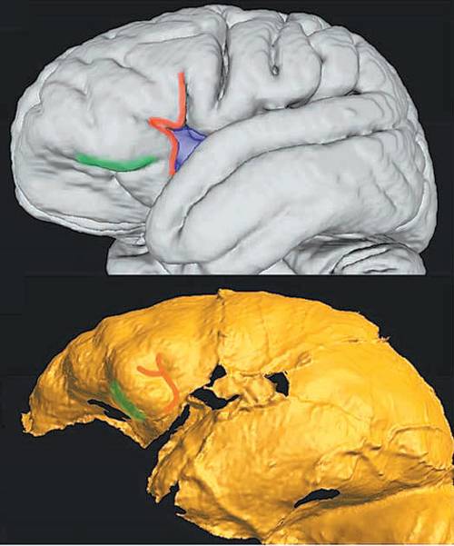 현대인 152명의 뇌를 자기공명영상(MRI)으로 촬영한 뒤 평균 값을 3차원(3D) 형상으로 만든 모습(위 사진)과 화석을 통해 호모 날레디의 뇌 형상을 3D로 복원한 모습. 호모 날레디의 뇌는 현생인류의 절반 이하 크기지만, 고등 지능과 관련된 전두부의 비중이 현대인과 비슷하게 나타났다. 사진 출처 미국국립과학원회보(PNAS)