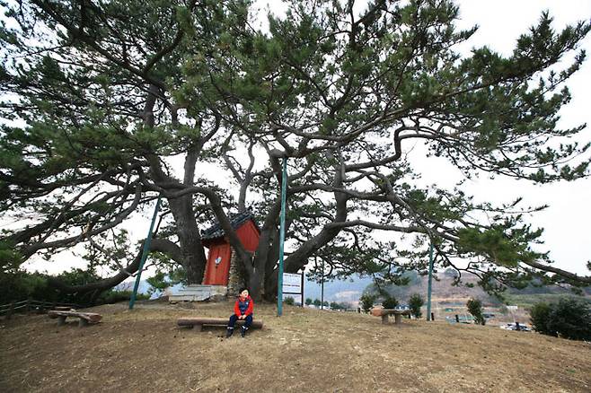 수형이 아름답고 위풍당당한 기장죽성리해송
