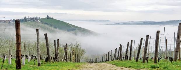 짙은 안개가 깔린 피에몬테 피오 체사레 와이너리의 포도밭.