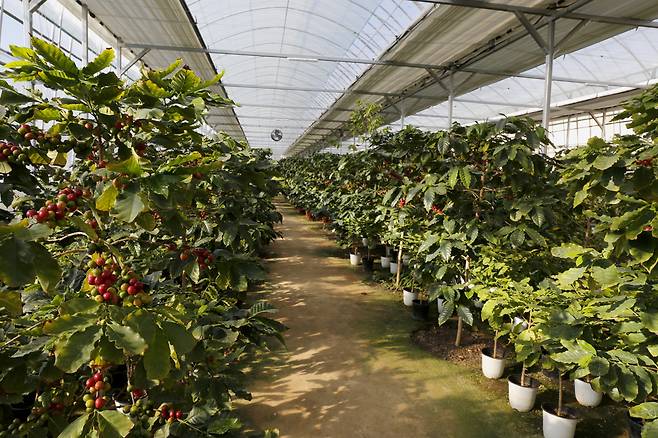 체험장을 갖춘 담양커피농장 풍경. 빨강 커피가 주렁주렁 열린 농장에서 커피열매(체리)를 따서 볶고 분쇄해서 내려 마시기까지 커피의 모든 과정을 체험할 수 있다. ⓒ이돈삼