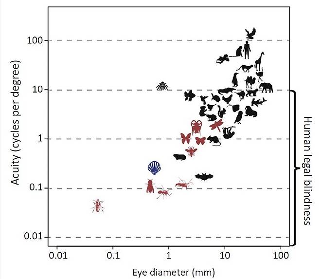 동물의 시력 분포. 가로축은 눈 지름이고 세로축은 시력이다. 사람은 최상위에 위치한다. 케이브스 외 (2018) ‘생태학과 진화 동향’ 제공.