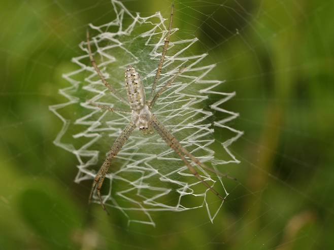 호랑거미 거미줄에 있는 지그재그 무늬는 새 등 큰 동물이 거미줄을 훼손하지 못하도록 알리는 기능을 한다는 가설이 나왔다. 조홍섭 기자