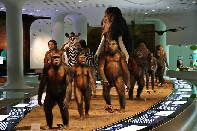 전곡선사박물관에 전시된 ‘인류 진화의 위대한 행진’