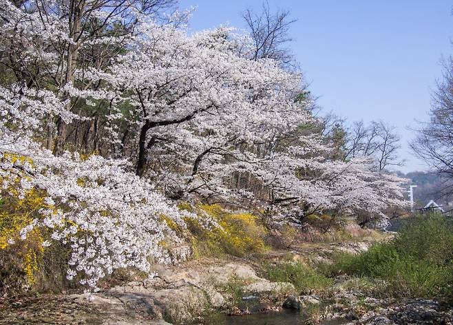 입선 <서울대의 봄> 황진규. 서울대옆 관악산 계곡