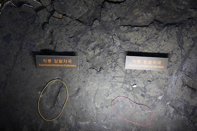'날개 달린 파충류’ 익룡은 앞발자국과 뒷발자국 화석이 함께 발견되었다.