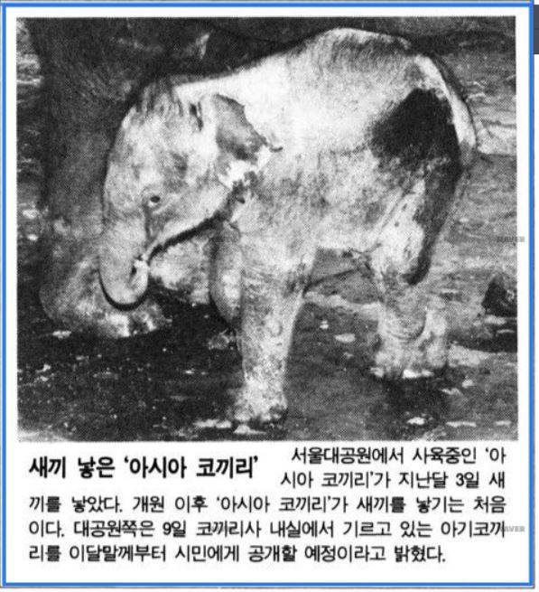 한겨레신문 1994년 4월10일자 13면. 칸토의 새끼 삼돌이의 소식이다. 네이버 뉴스라이브러리