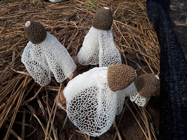 전북 무주 농림영농법인이 수확한 망태버섯 [무주군 제공=연합뉴스]