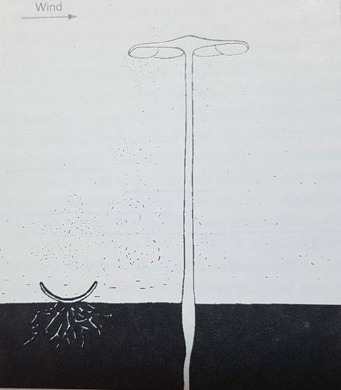 버섯 포자의 확산. 바람에 의해 날린다. [중앙포토]