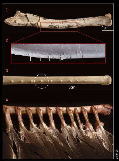1. 벨로시랩터의 앞발뼈 2. 앞발뼈 일부를 확대하면 깃털이 달려 있었던 돌기인 깃혹(화살표)을 확인할 수 있다. 깃혹은 현존하는 조류의 날개뼈에도 있어, 벨로시랩터에 깃털이 있었다는 증거이기도 하다  3. 독수리의 일종인 터키콘도르의 날개뼈에 있는 깃혹(점선 원) 4. 깃털의 위치를 알 수 있도록 연조직만 해부했다.- science