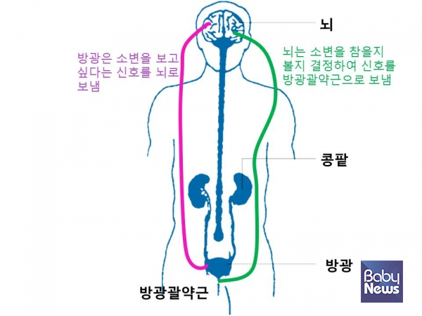 그림. 뇌-방광 연결로. ⓒ김영훈