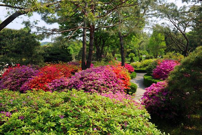 5월에 아름다운 관상수원 철쭉 길 <사진제공·국립수목원>