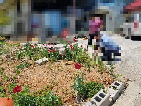 지난달 해경이 단속한 마약 양귀비 [사진 해양경찰청]