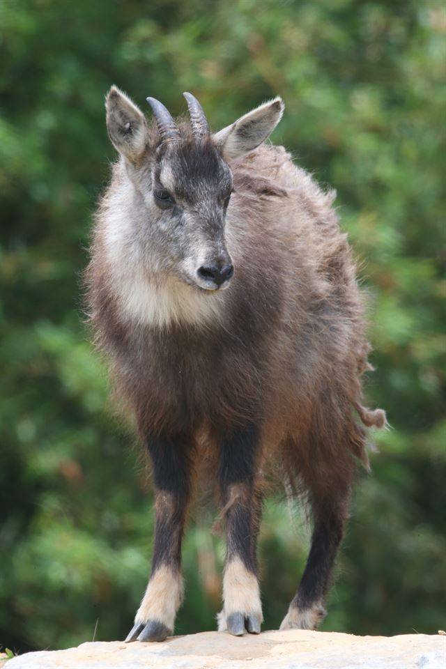 바위절벽을 주요 서식지로 삼고 사는 산양의 발굽은 체구에 비해 작지만 강력한 고무와 같은 접지력을 가지고 있다. 뿔을 비벼 영역표시를 하므로 수컷은 암컷에 비해 뿔이 벌어지는 경향이 있다.