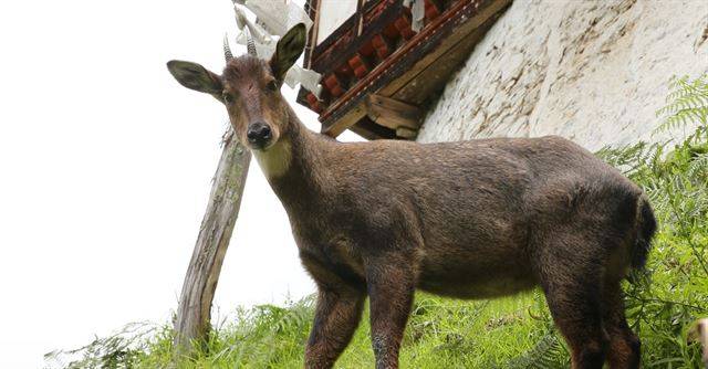필자가 지난해 방문한 부탄의 히말라야산양. 우리나라 산양의 사촌뻘이다. 야생동물을 해하지 않는 관습을 가진 부탄에서는 산양을 거리감 없이 볼 수 있다.